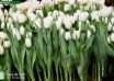 Tulipa Smirnoff ® (2)